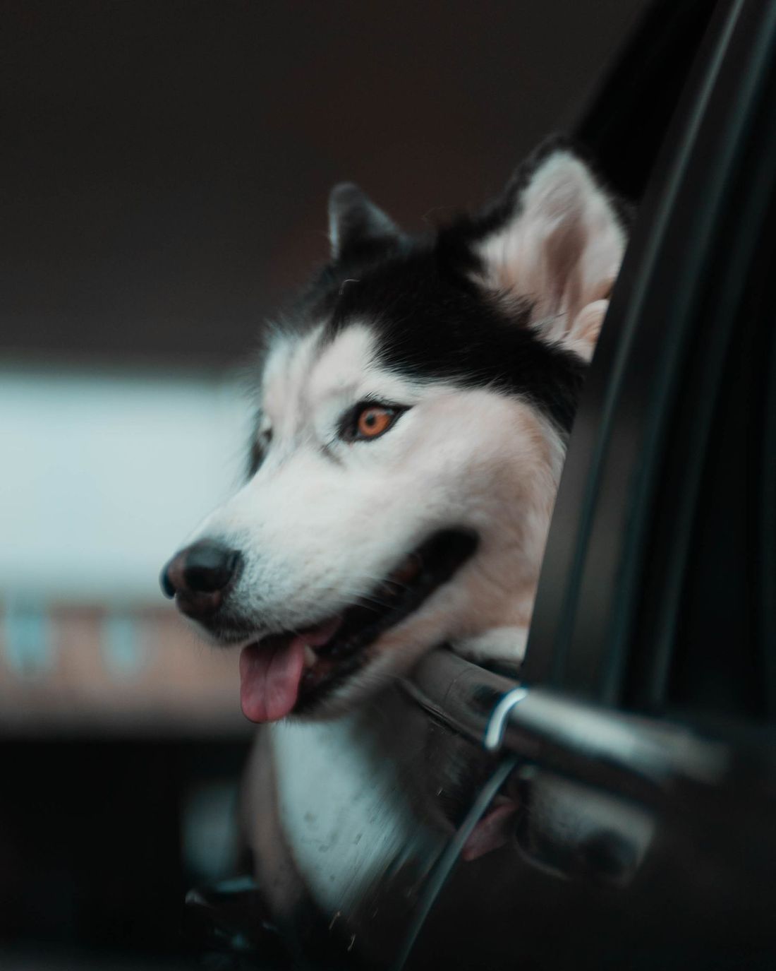 Araç camından dışarı bakan, yolculuktan keyif alan bir köpek