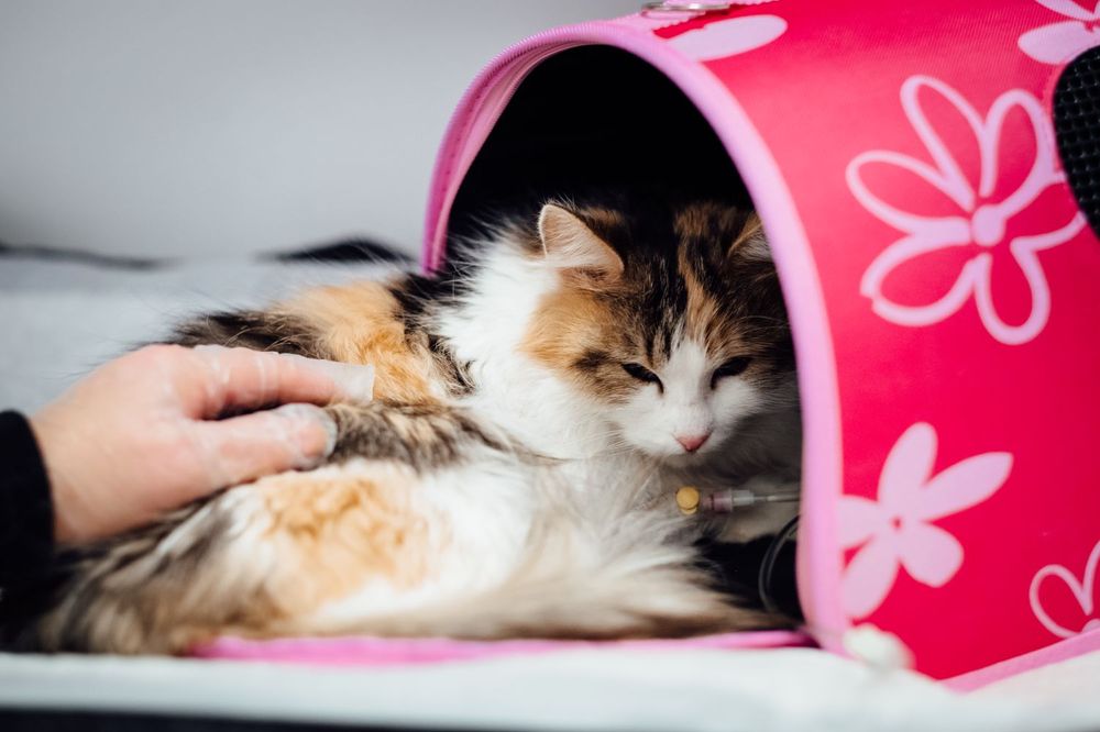 Taşıma kabininde sevilen bir kedi