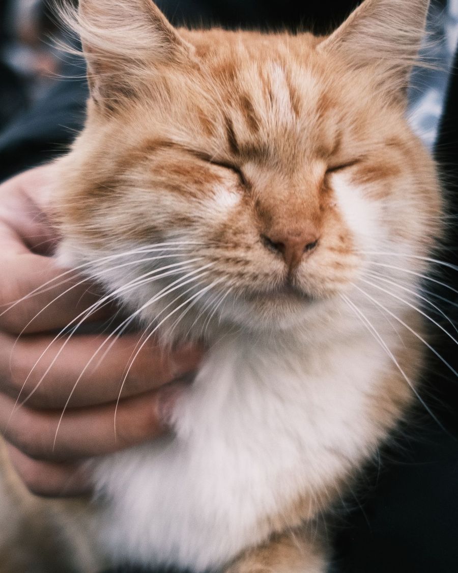 Sakin sakin sevilen turuncu bir kedi