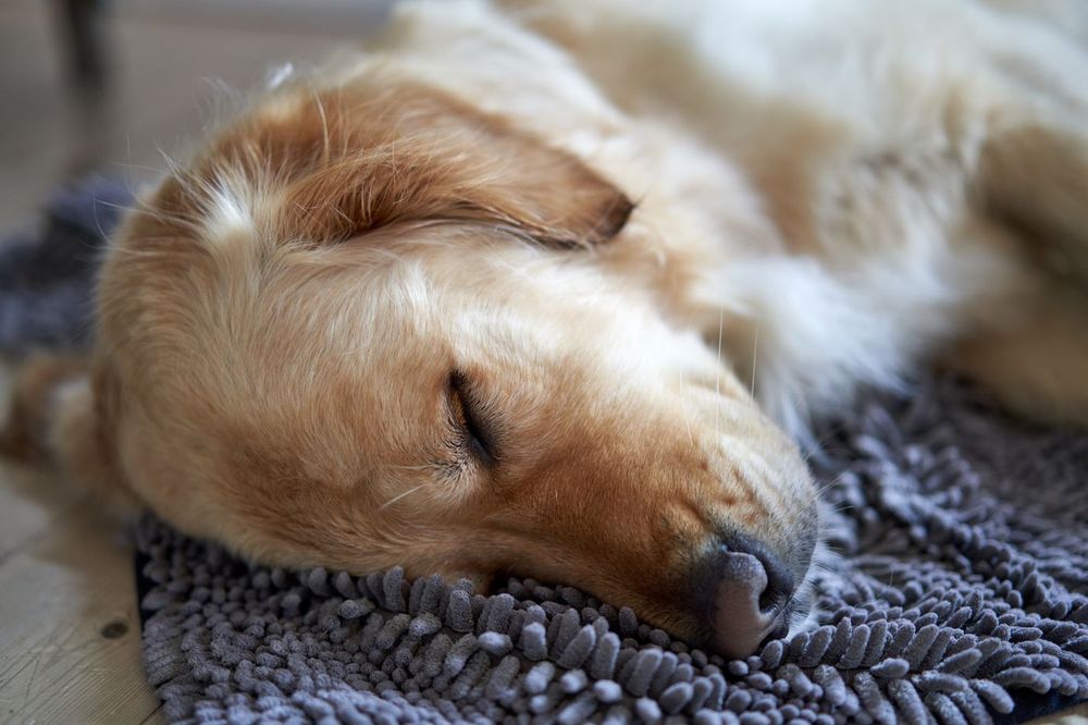 Battaniyesinin üstünde huzurla uyuyan bir köpek