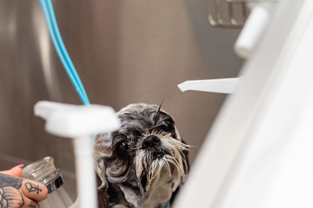 Kuaförde yıkanan küçük bir köpek