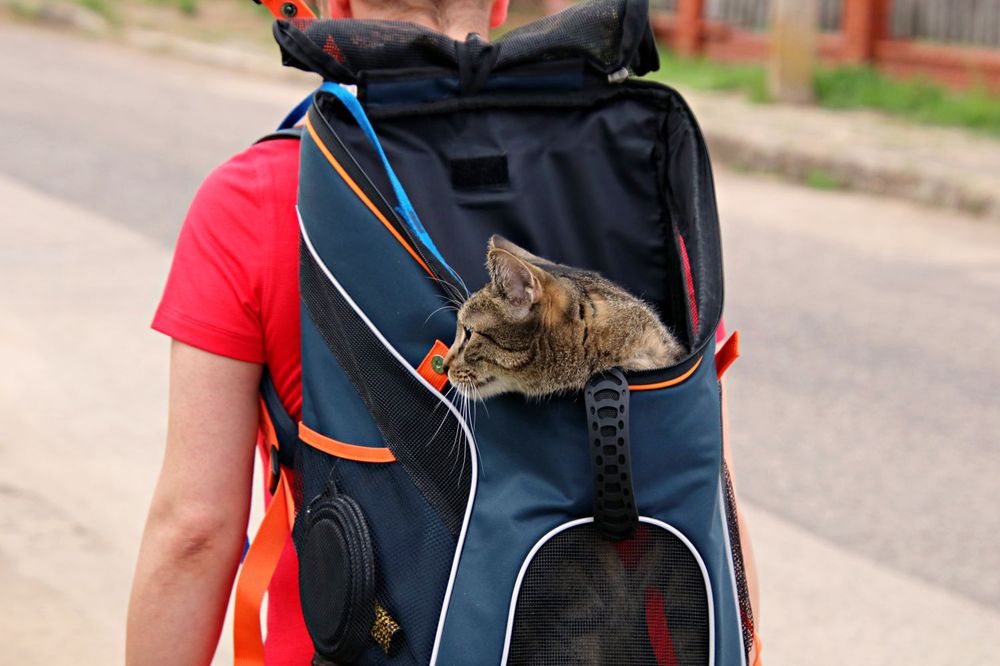 Sırt çantası tipi taşıma kabininde rahatça duran bir kedi