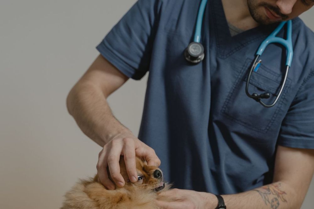 Veteriner hekim bir köpeği muayene ediyor